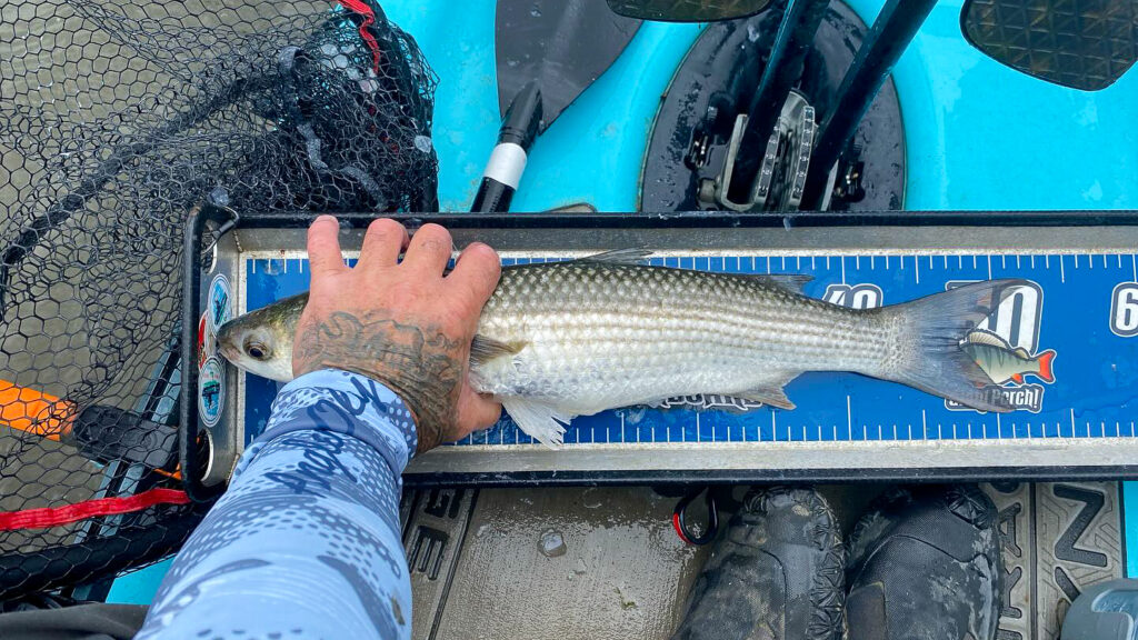 mullet kayak fishing uk